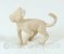 Hairless Cat